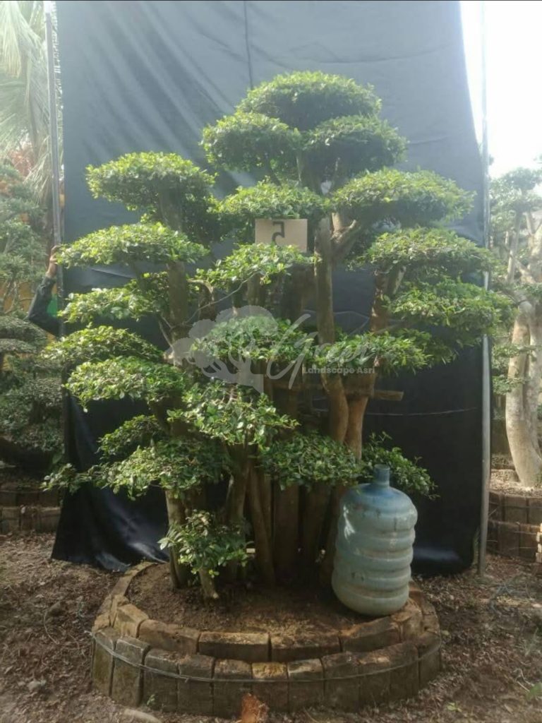 Bonsai Serut