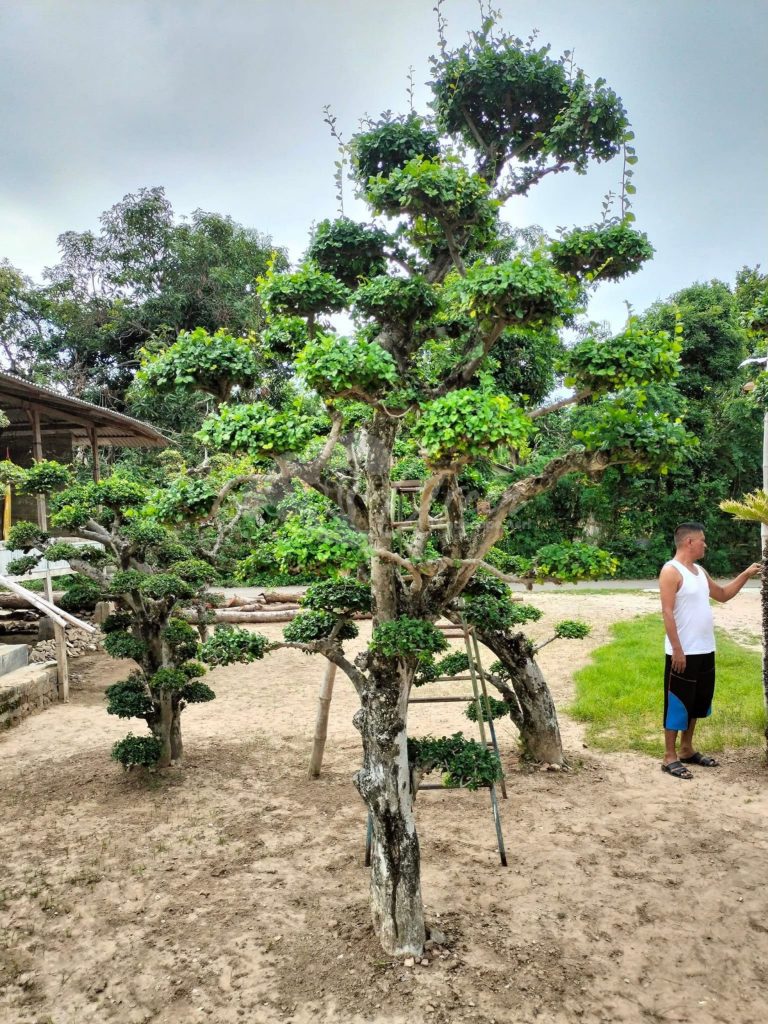 Bonsai Serut