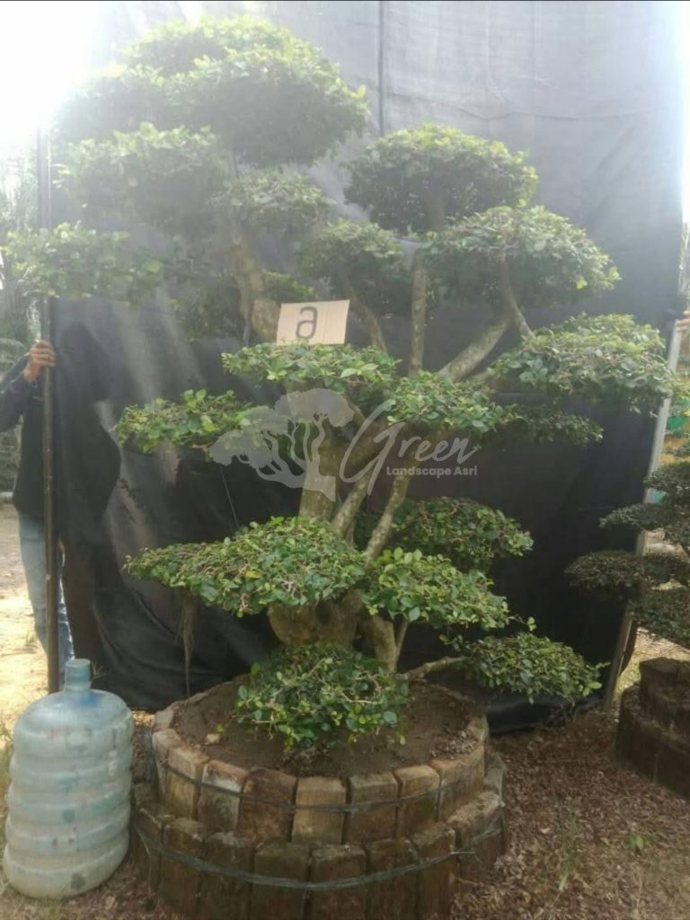 Bonsai Serut