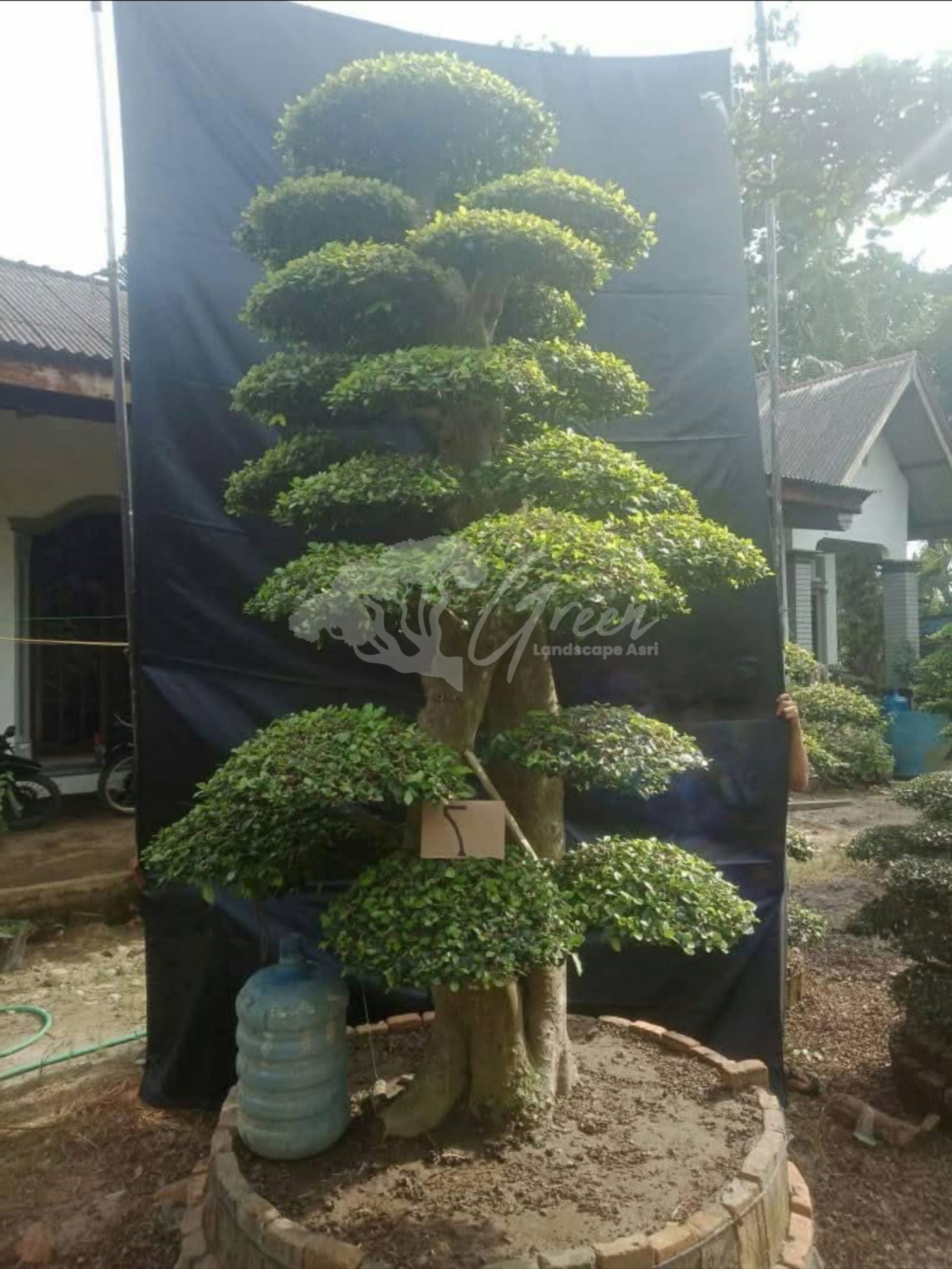 Bonsai Serut