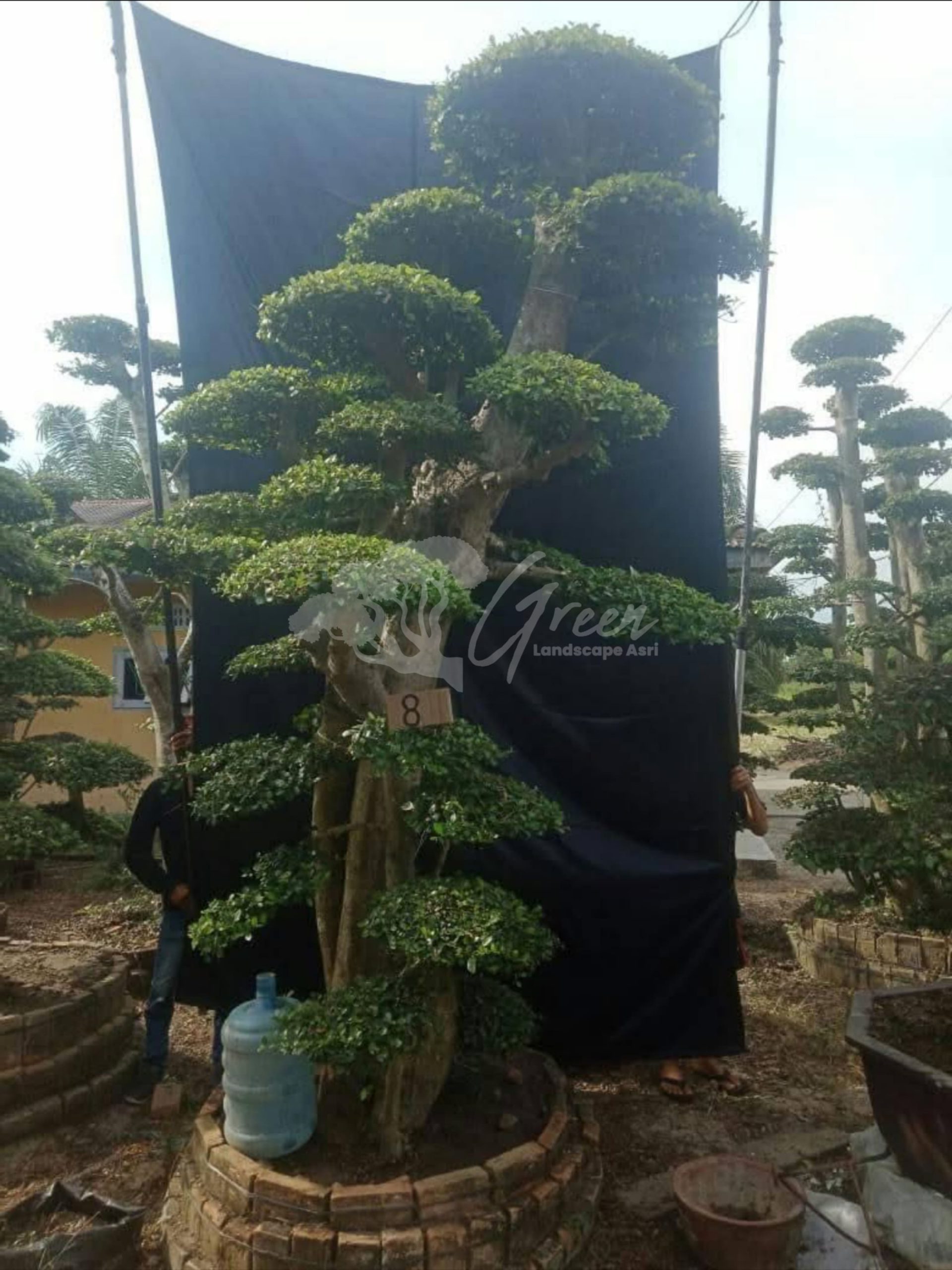 Bonsai Serut