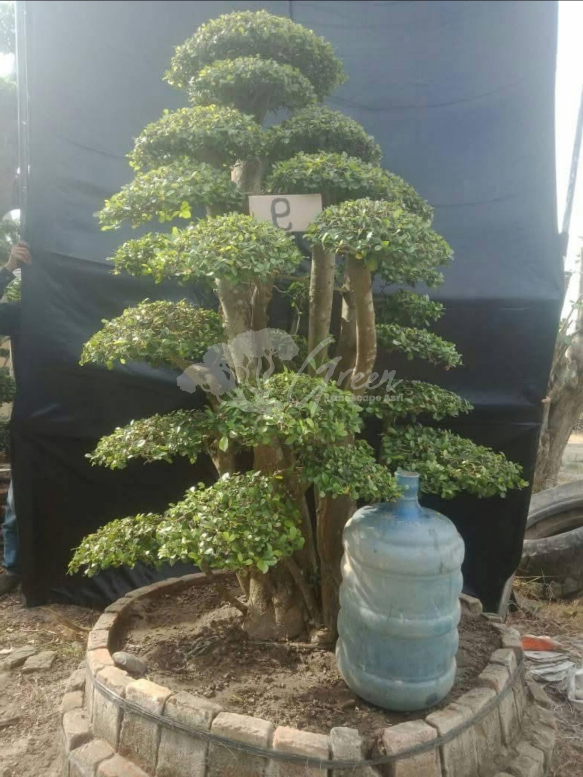 Bonsai Serut