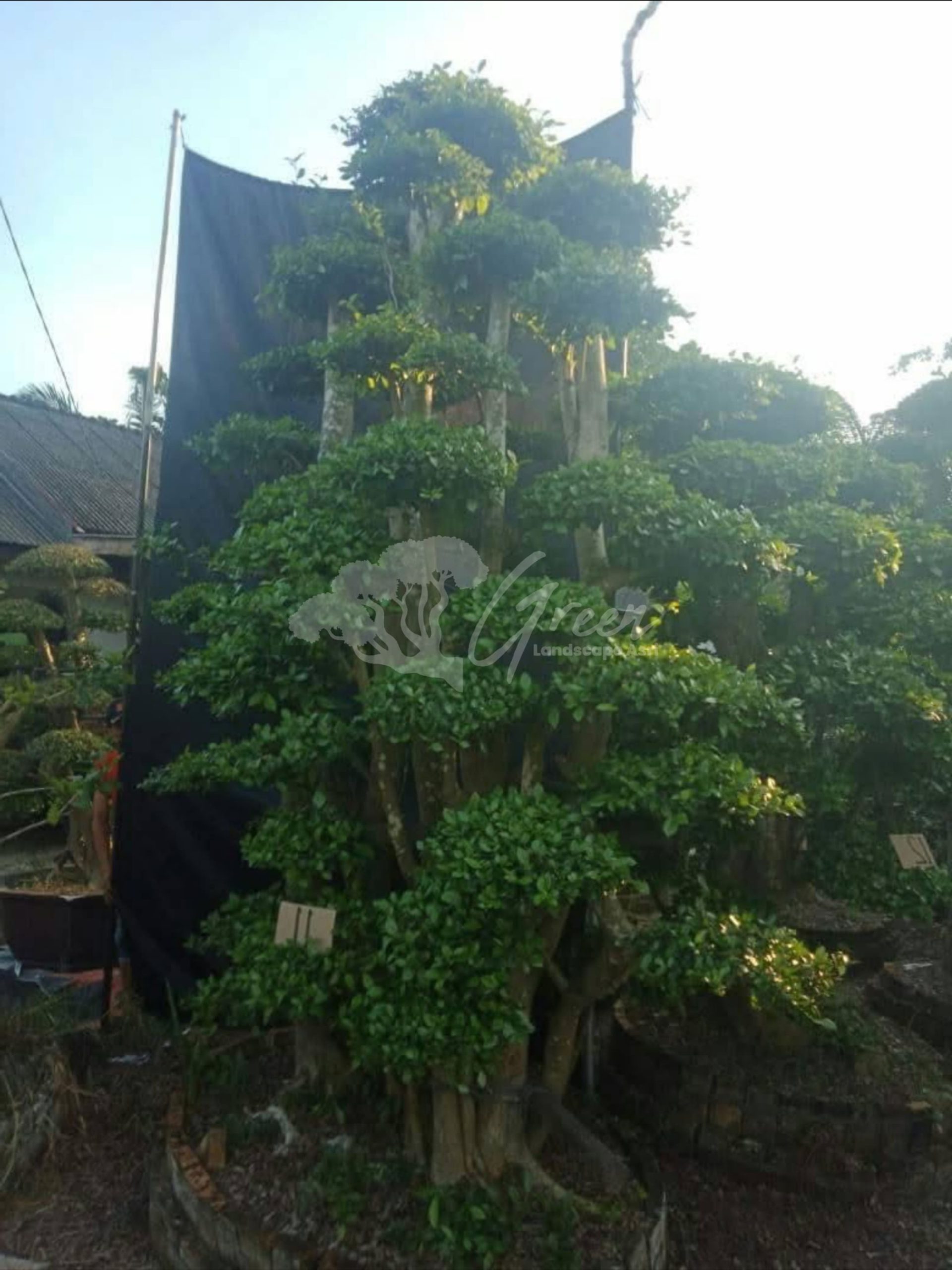 Bonsai Serut