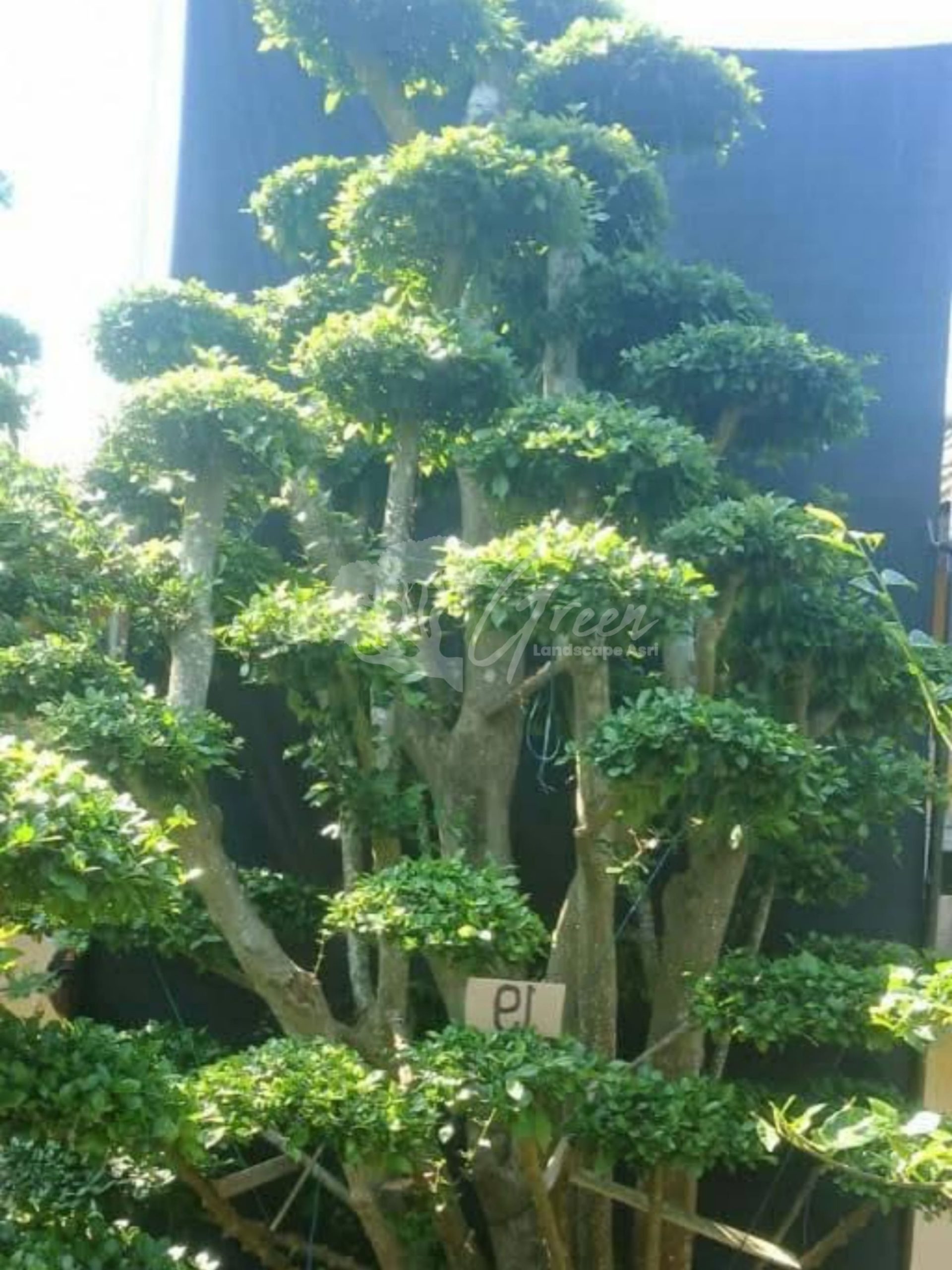 Bonsai Serut
