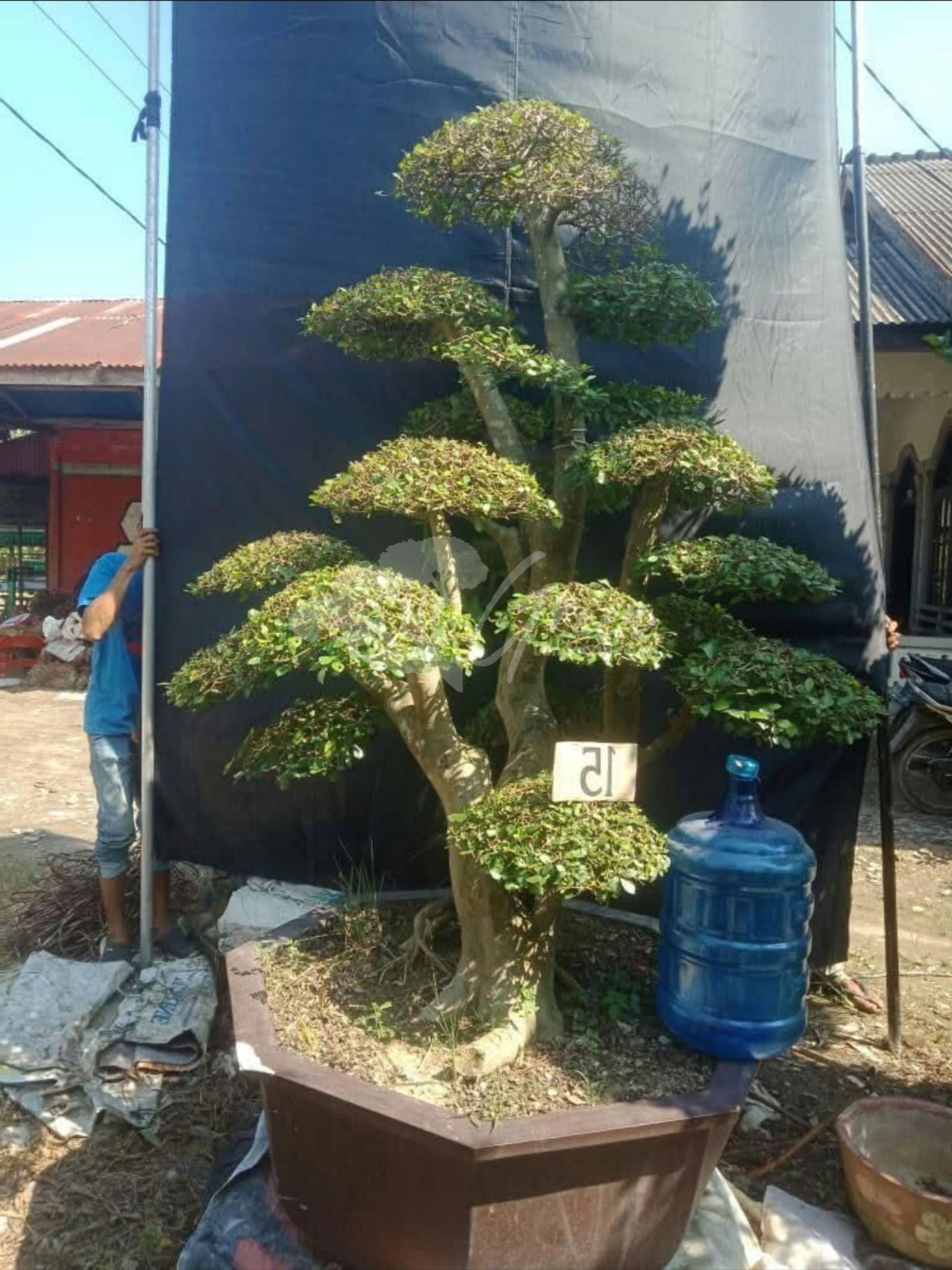 Bonsai Serut