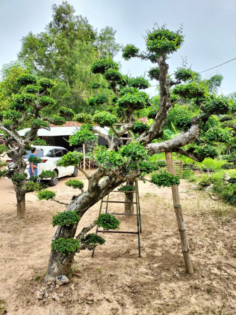 Bonsai Serut