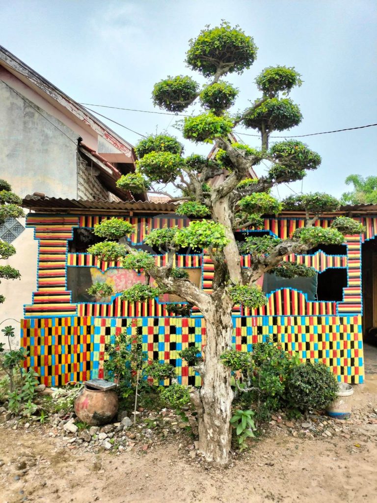 Bonsai Serut