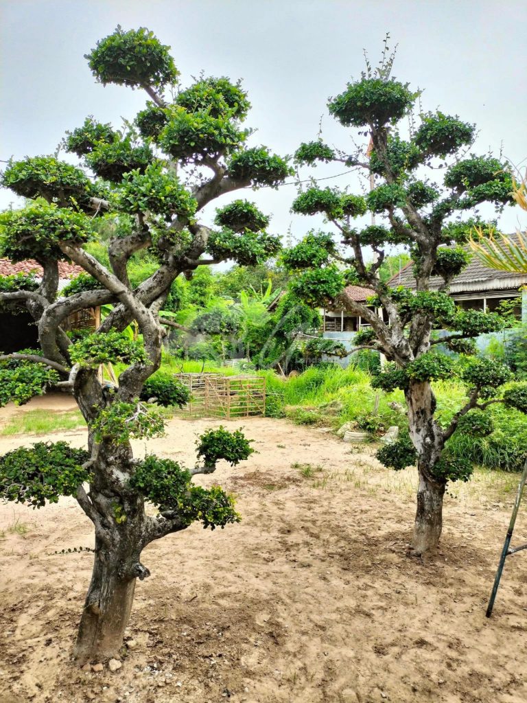 Bonsai Serut
