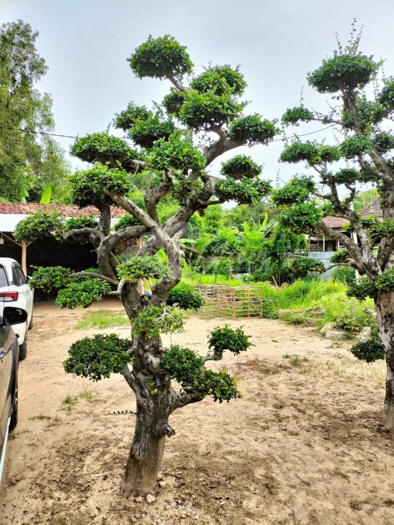 Bonsai Serut