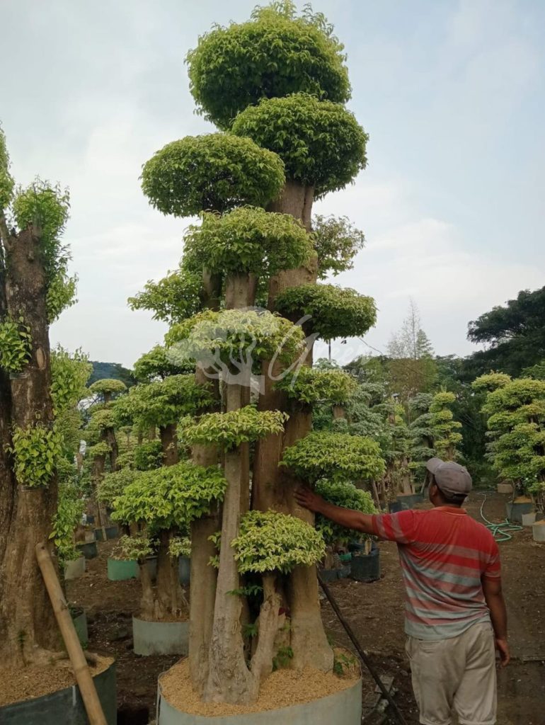 Jual Bonsai Anting Putri