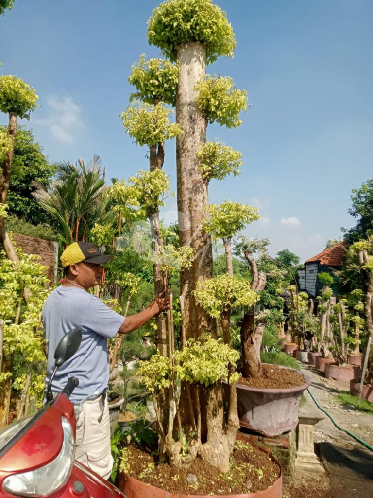 Jual Bonsai Anting Putri