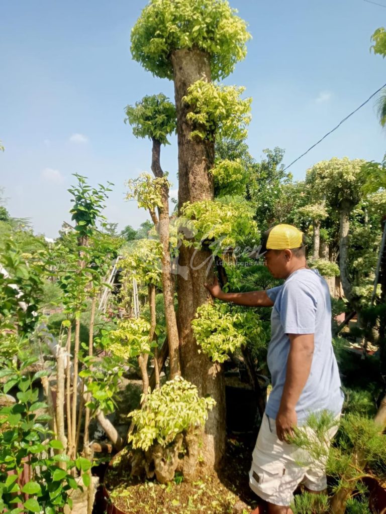 Jual Bonsai Anting Putri