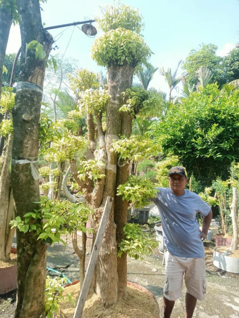 Jual Bonsai Anting Putri