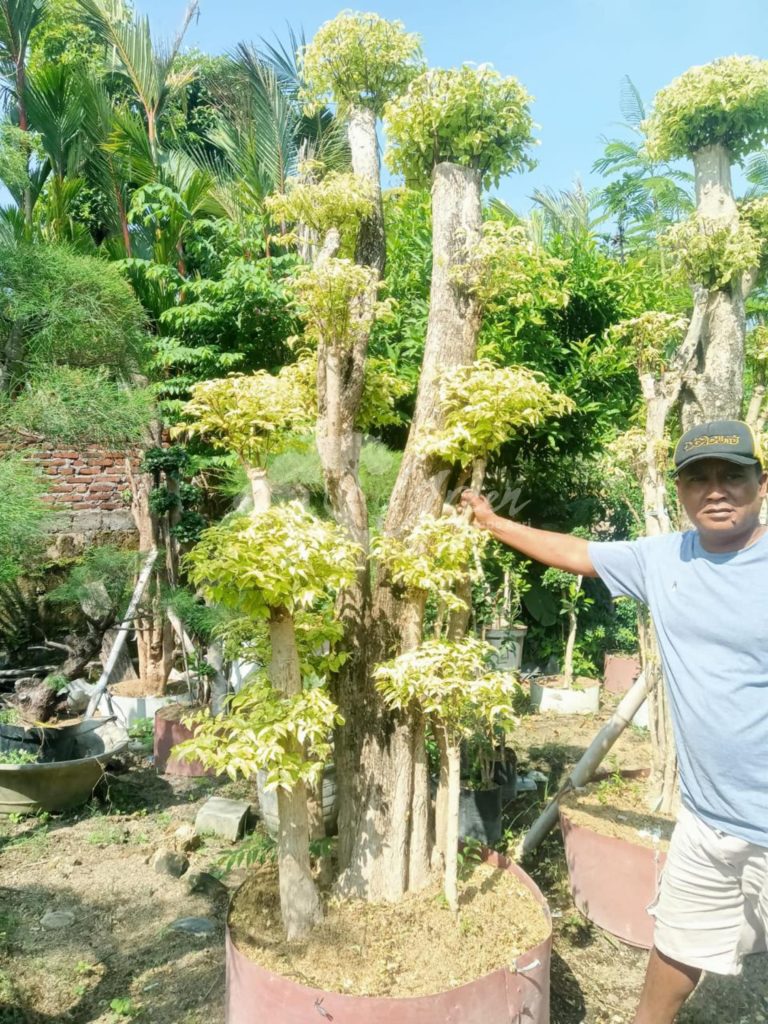 Jual Bonsai Anting Putri