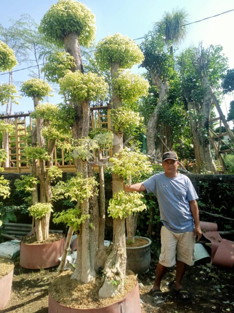 Jual Bonsai Anting Putri