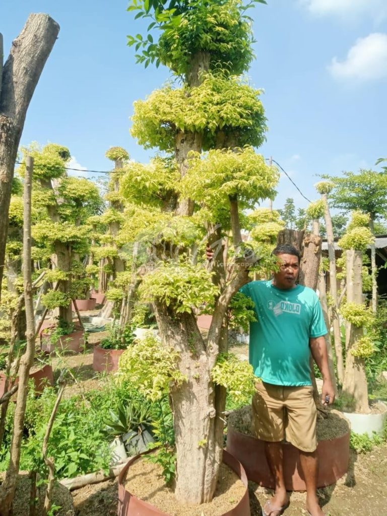 Jual Bonsai Anting Putri