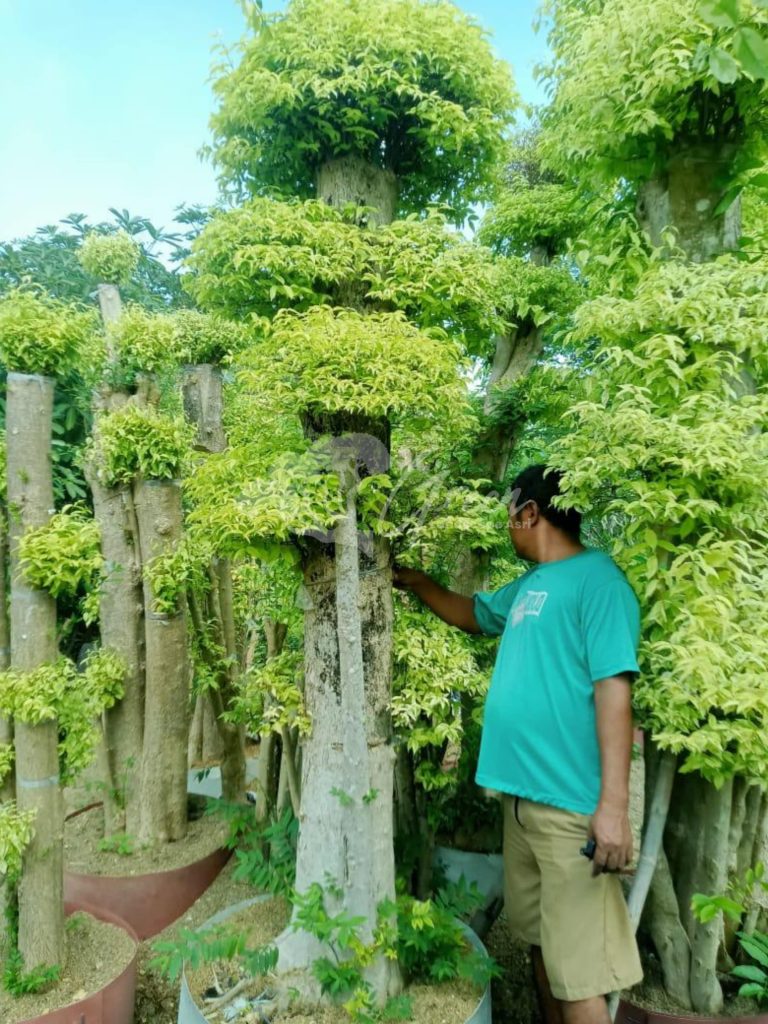 Jual Bonsai Anting Putri