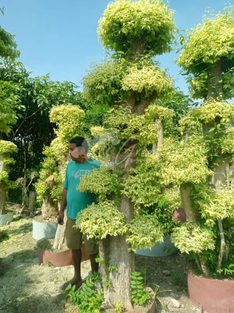 Jual Bonsai Anting Putri