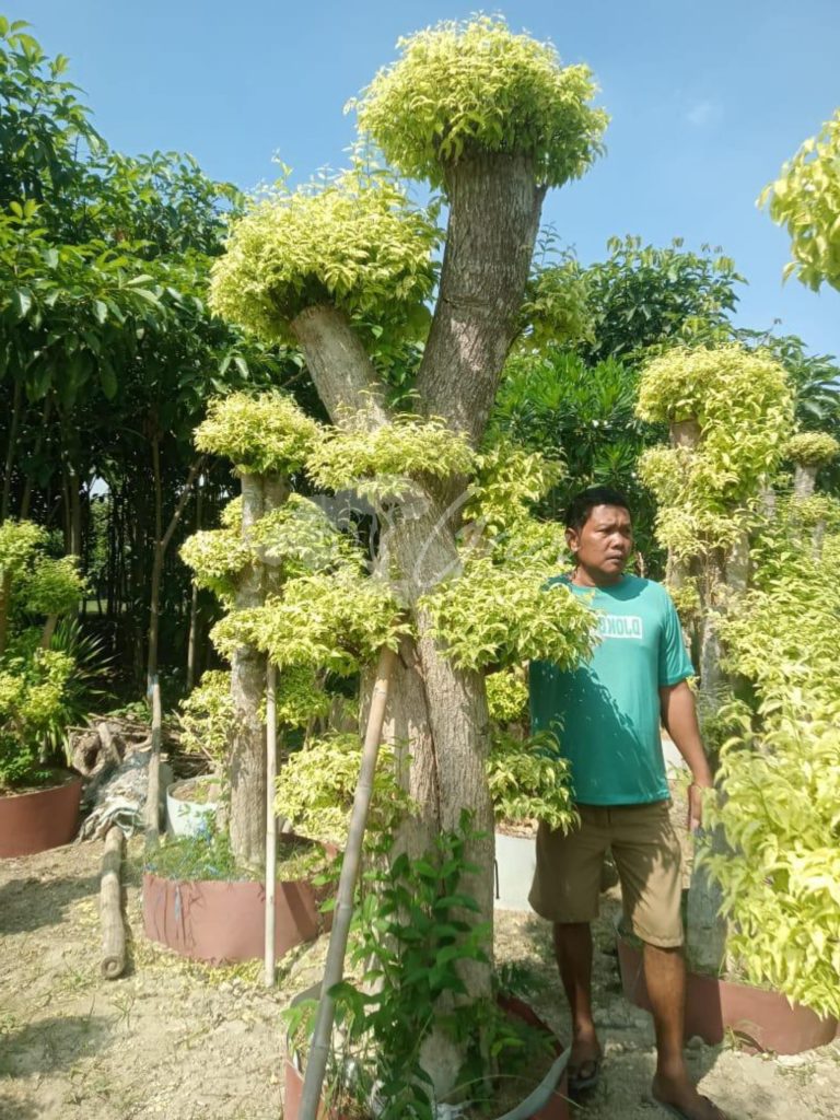 Jual Bonsai Anting Putri