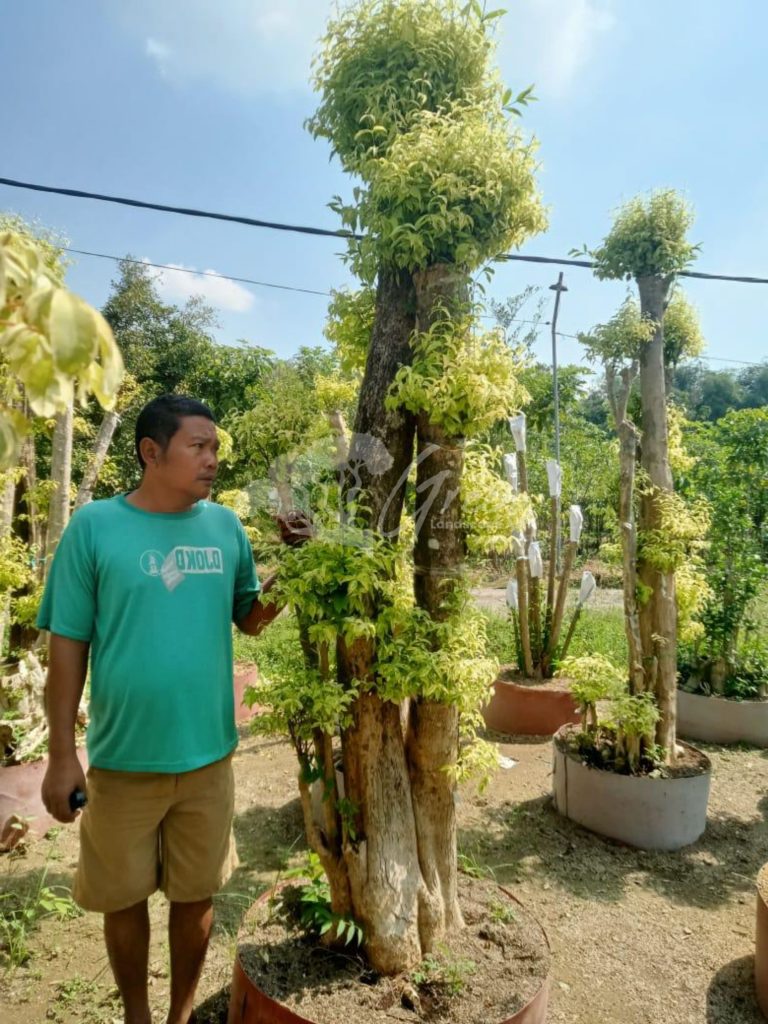 Jual Bonsai Anting Putri