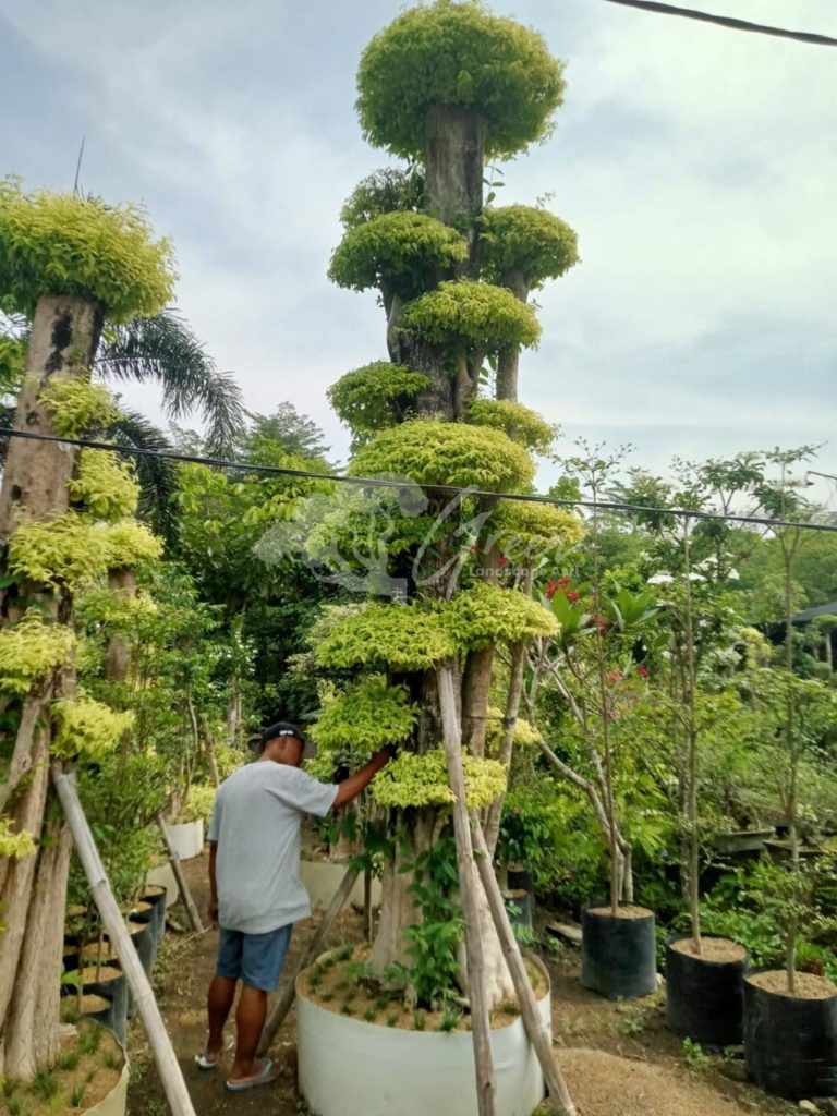 Jual Bonsai Anting Putri