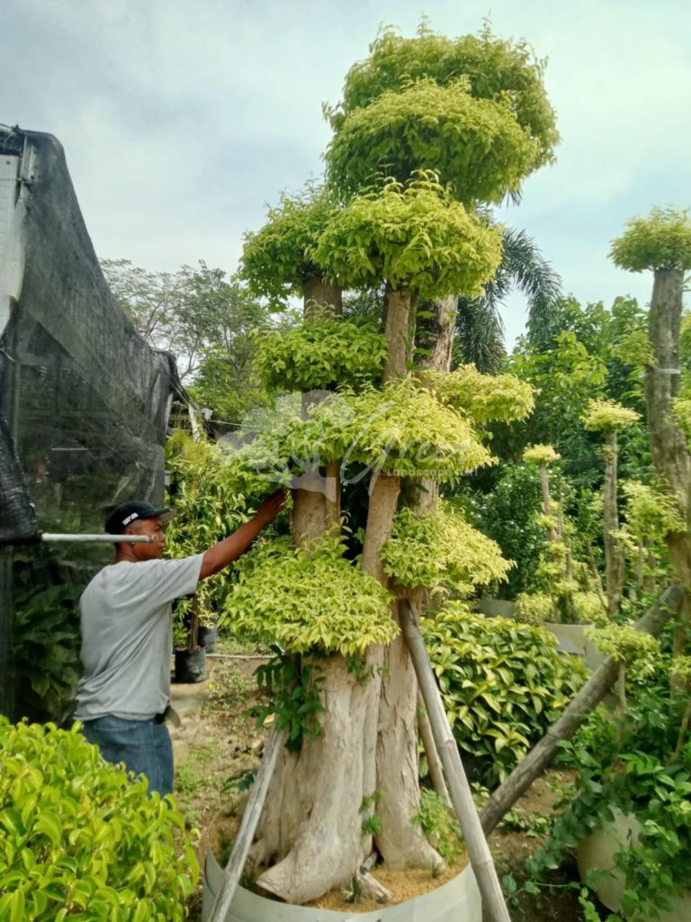 Jual Bonsai Anting Putri