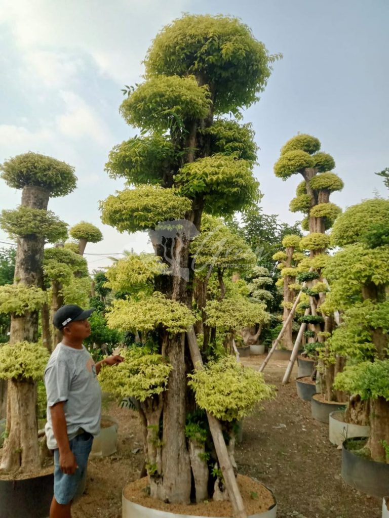 Jual Bonsai Anting Putri