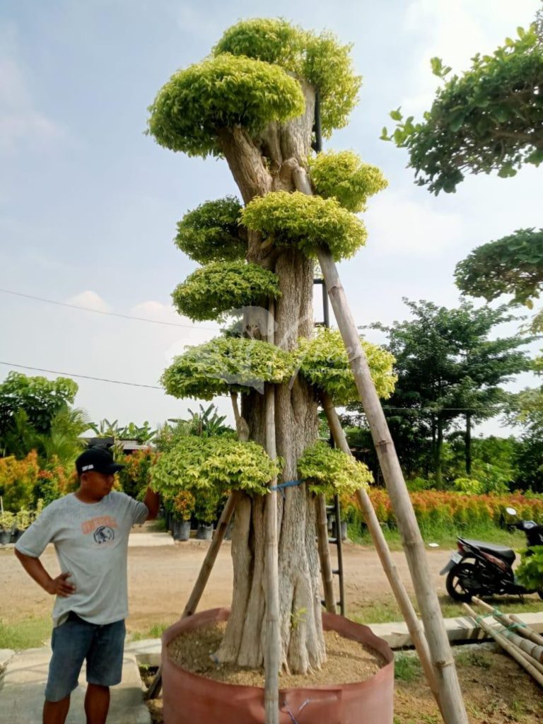 Jual Bonsai Anting Putri
