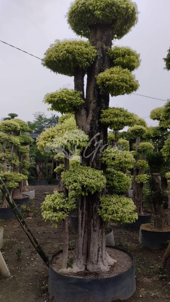 Jual Bonsai Anting Putri