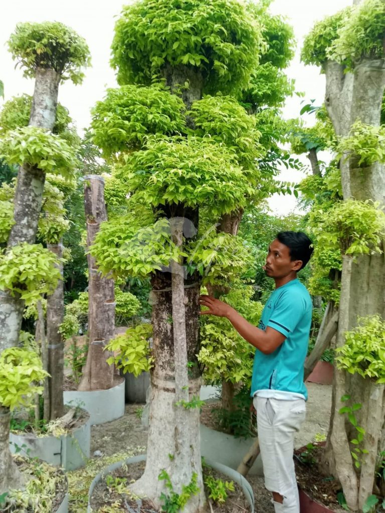 Jual Bonsai Anting Putri