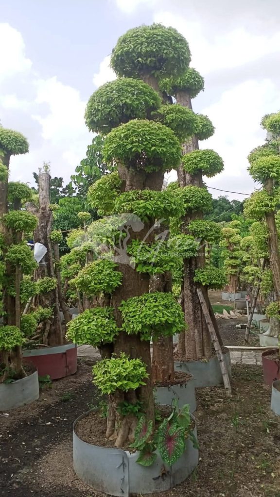 Jual Bonsai Anting Putri