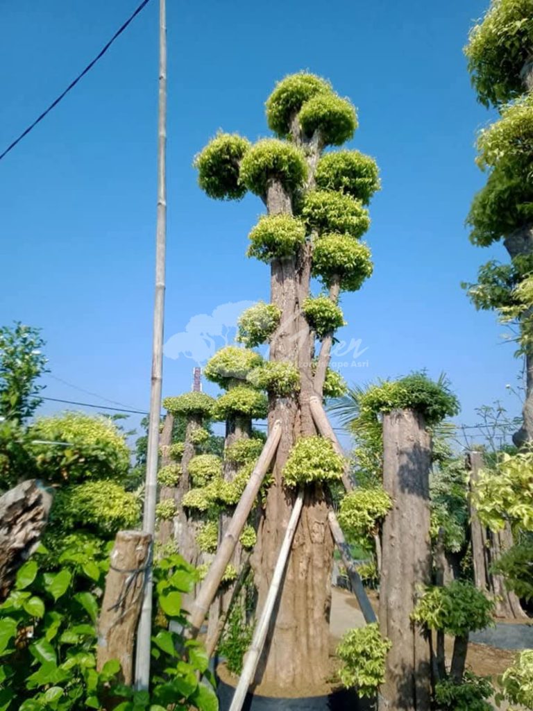 Jual Bonsai Anting Putri