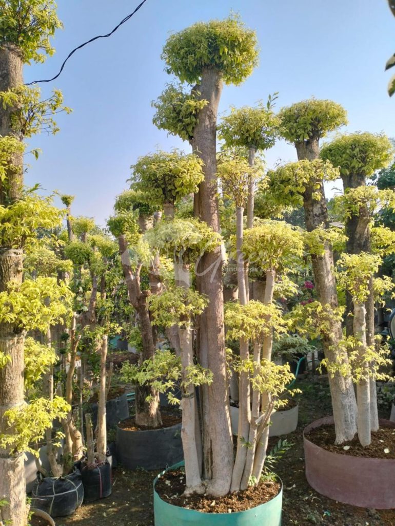 Jual Bonsai Anting Putri