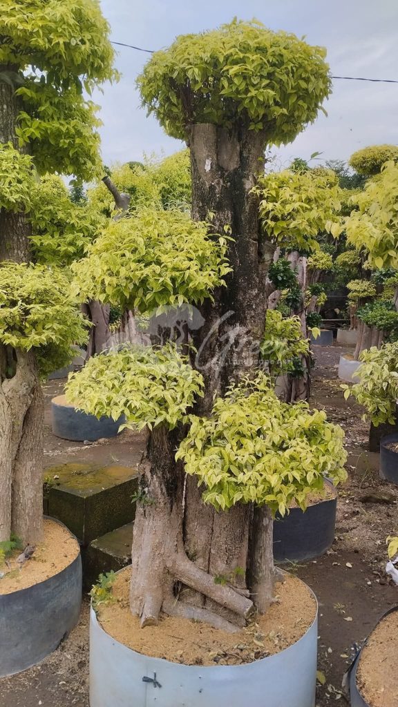Jual Bonsai Anting Putri