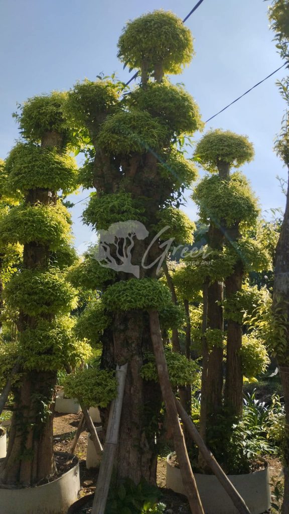 Jual Bonsai Anting Putri