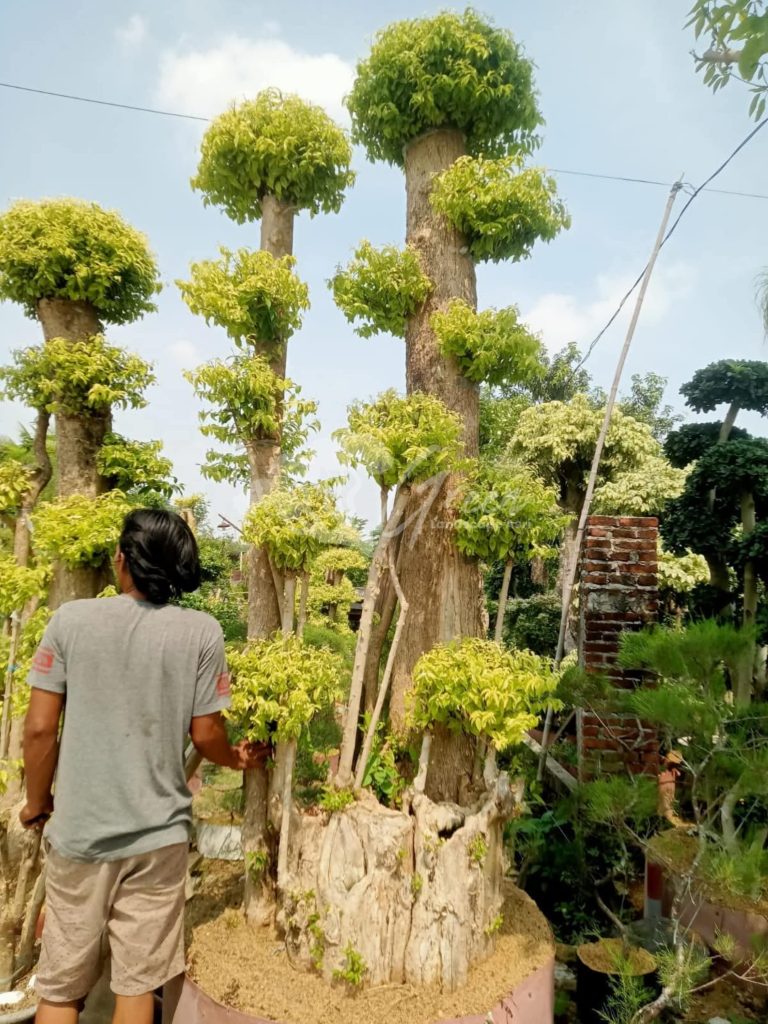 Jual Bonsai Anting Putri