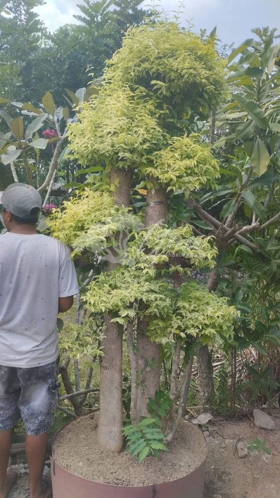 Jual Bonsai Anting Putri