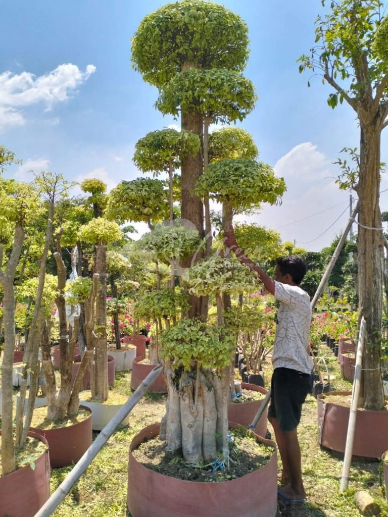 Jual Bonsai Anting Putri