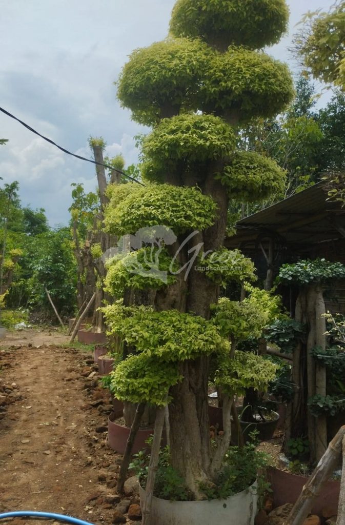 Jual Bonsai Anting Putri