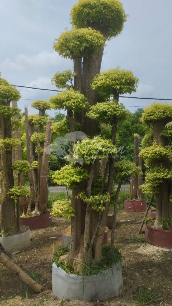Jual Bonsai Anting Putri