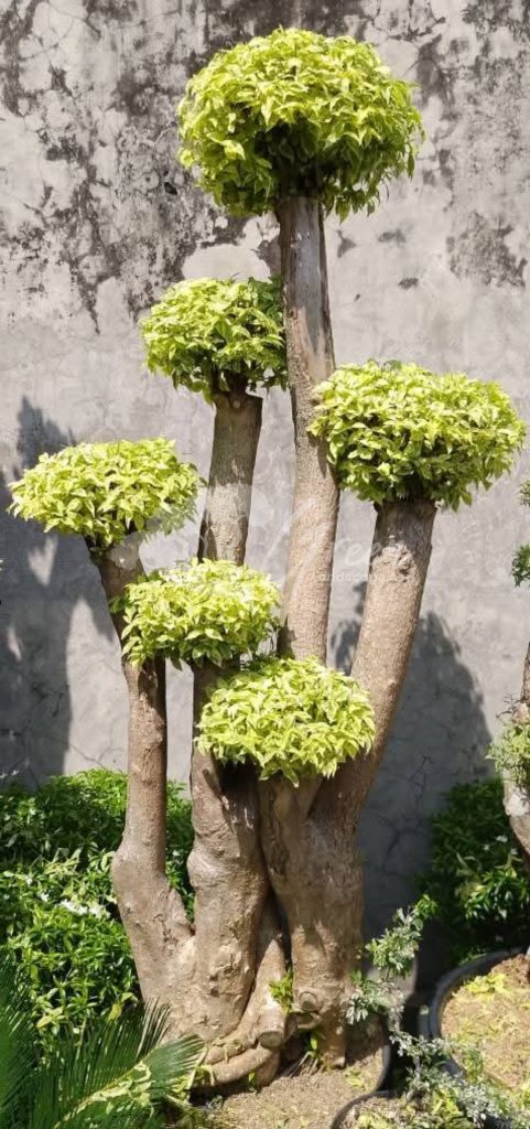 Jual Bonsai Anting Putri