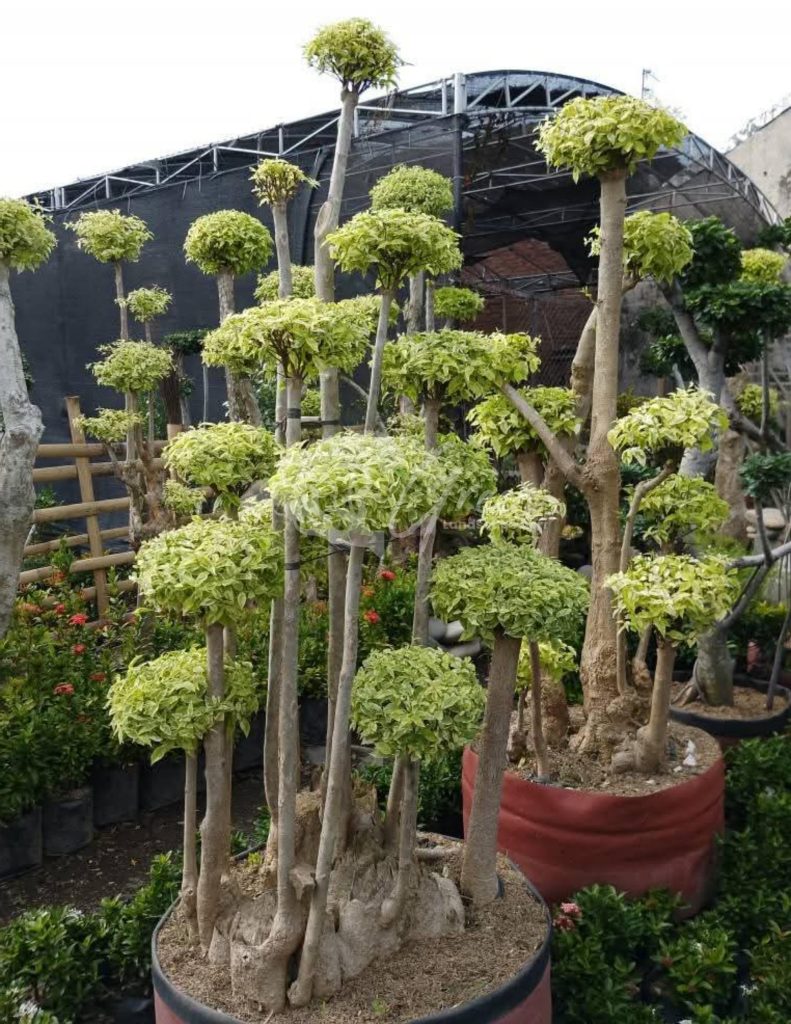 Jual Bonsai Anting Putri