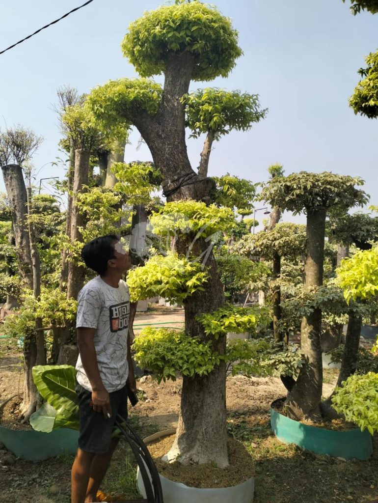 Jual Bonsai Anting Putri