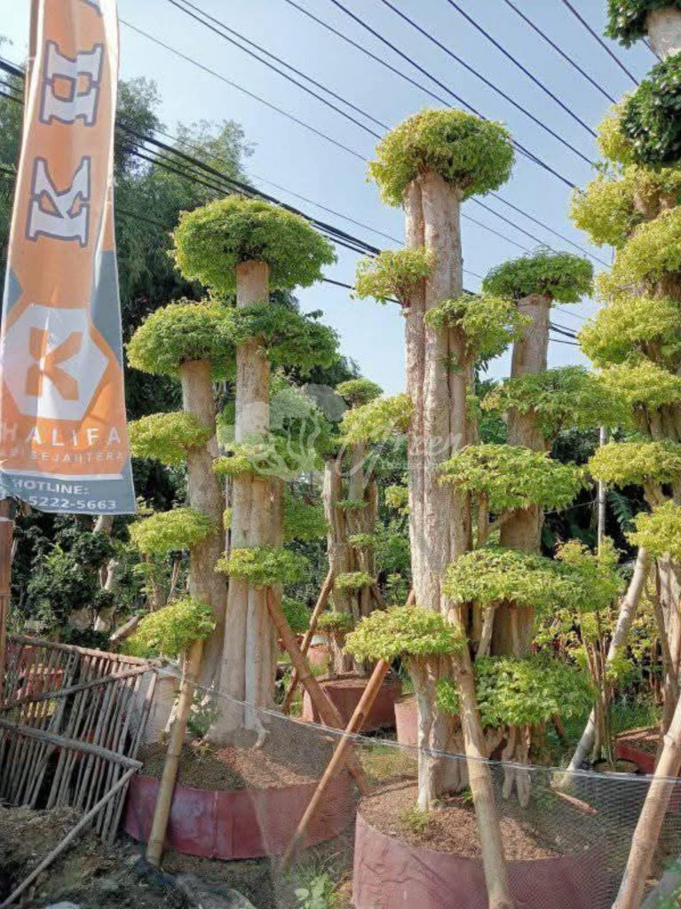 Jual Bonsai Anting Putri