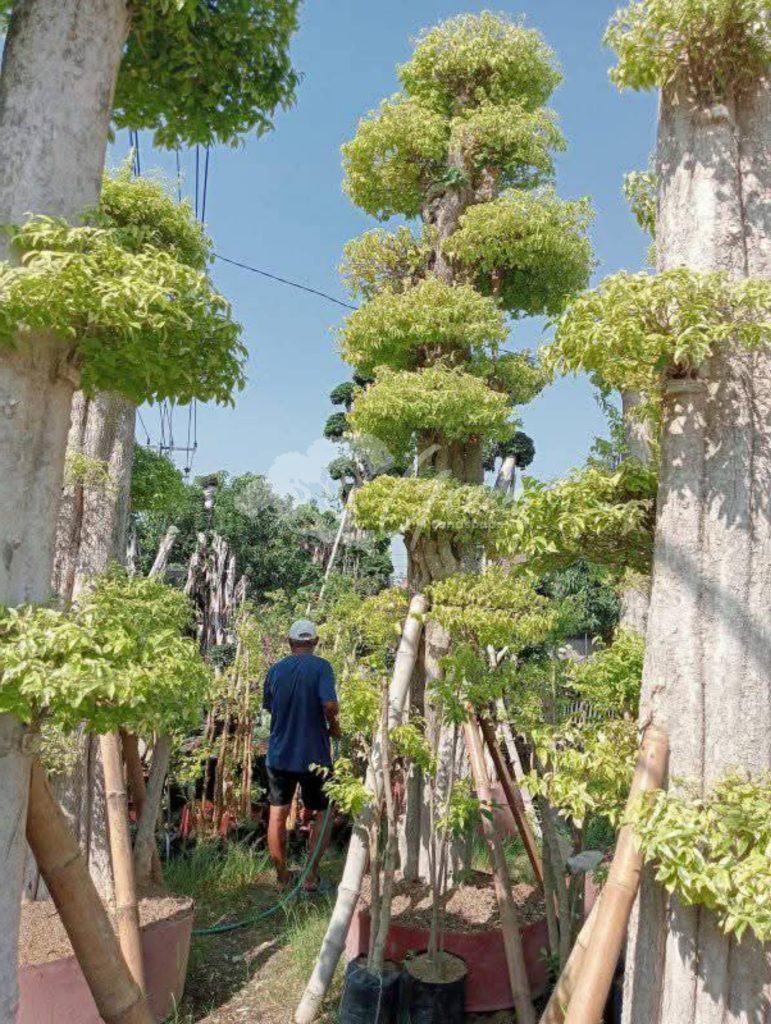 Jual Bonsai Anting Putri