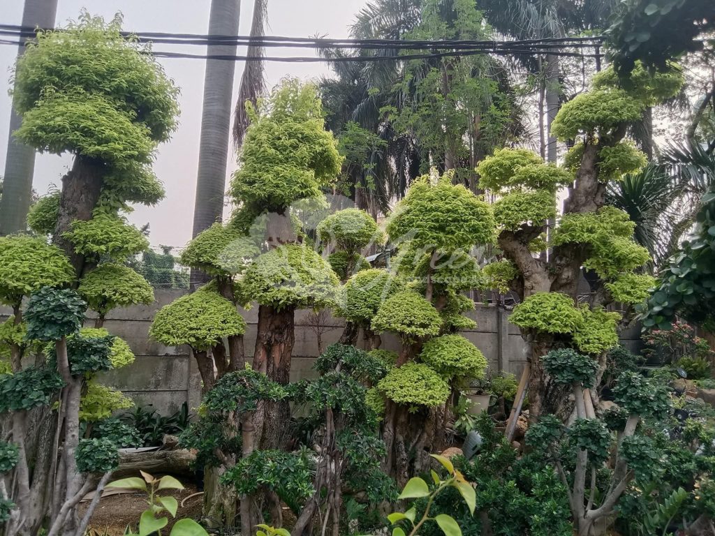 Jual Bonsai Anting Putri