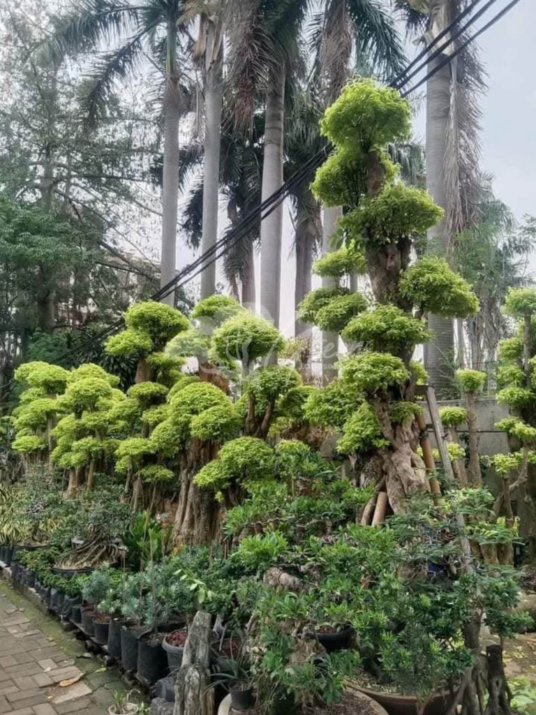Jual Bonsai Anting Putri