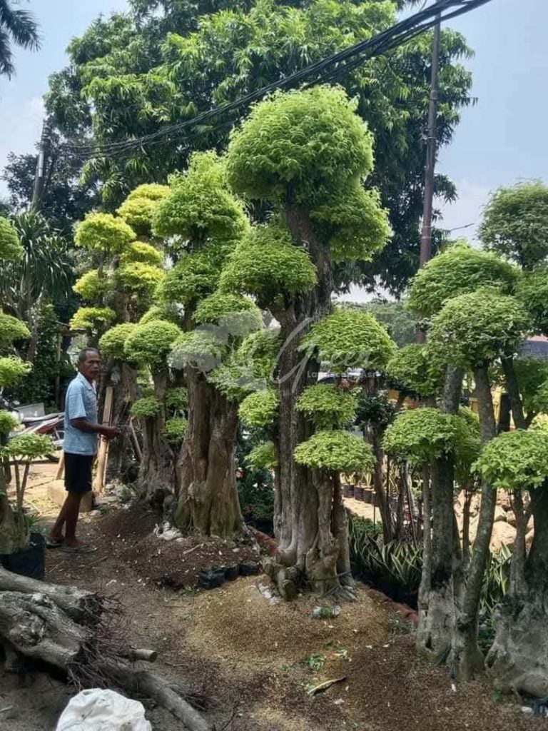Jual Bonsai Anting Putri