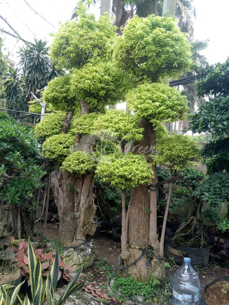 Jual Bonsai Anting Putri