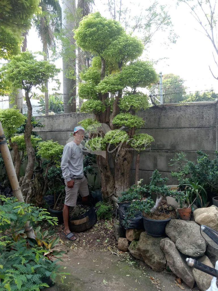 Jual Bonsai Anting Putri